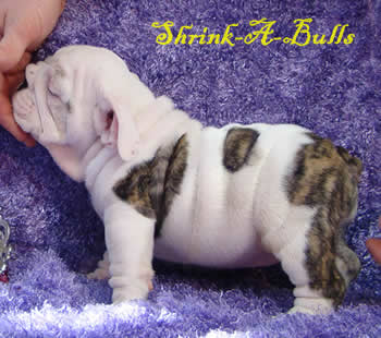 mini english bulldog puppy pictures